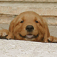 Smilin' Luke